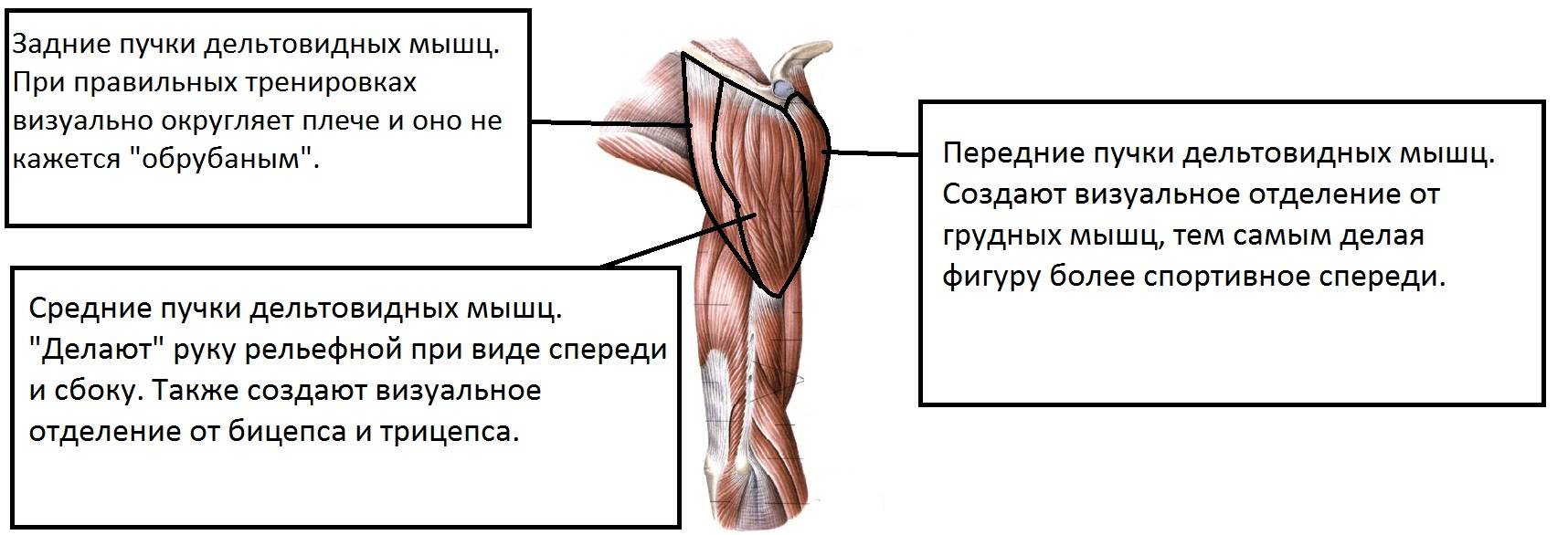 Средняя дельтовидная мышца. анатомия дельтовидной мышцы человека - информация