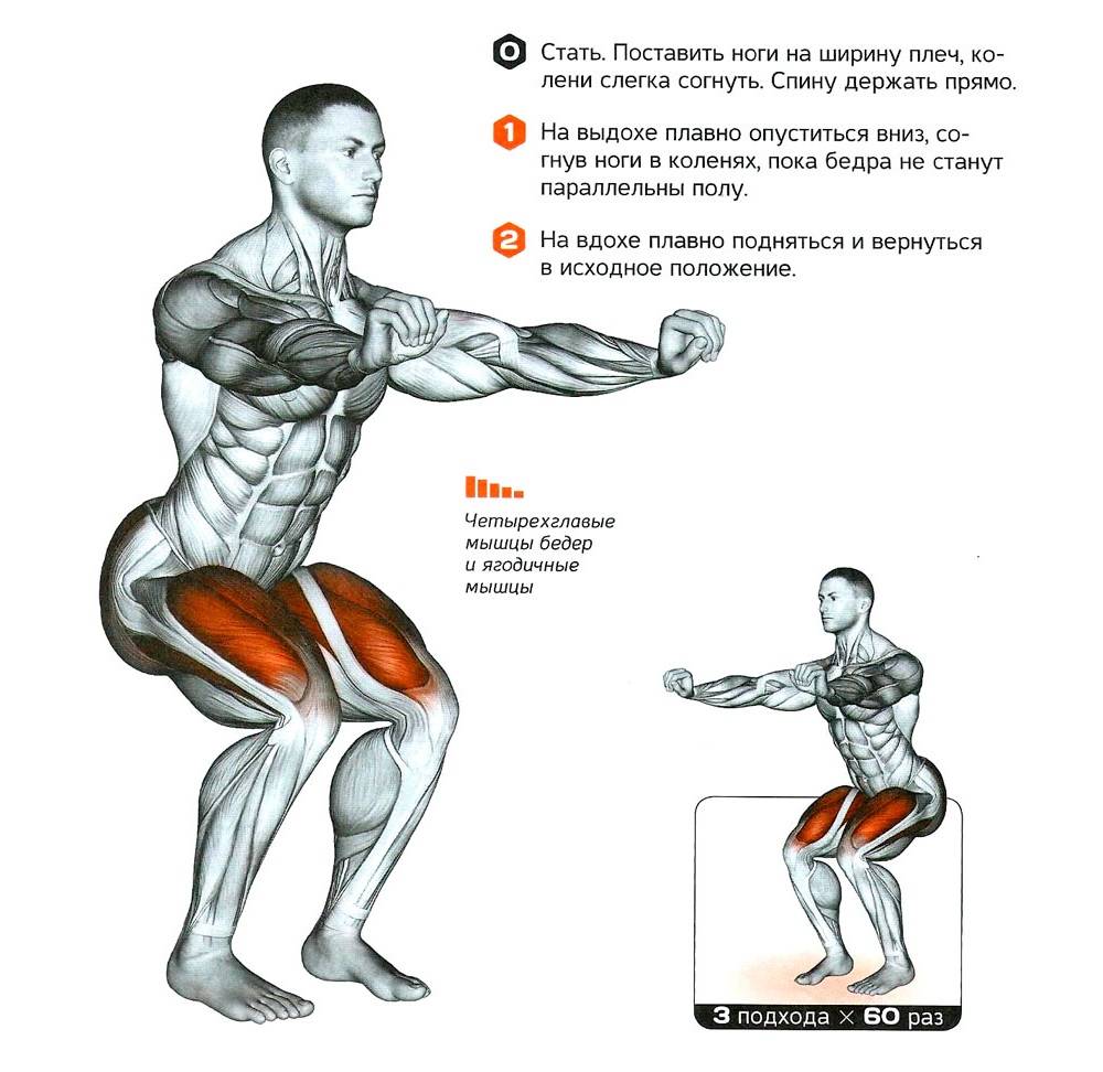 Приседания сумо: техника, что такое, какие мышцы работают