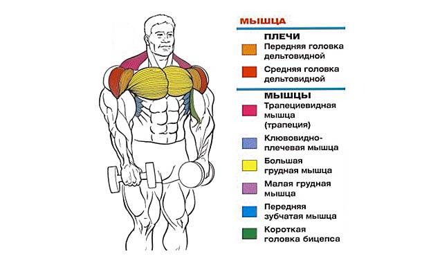 Упражнение для развития мышц рук и спины: подъём гантелей через стороны | rulebody.ru — правила тела