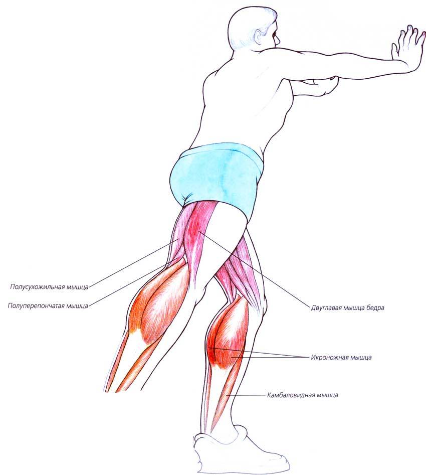 Упражнения для растяжки ног для мужчин и девушек: движения для икроножных и других мышц, рекомендации начинающим
