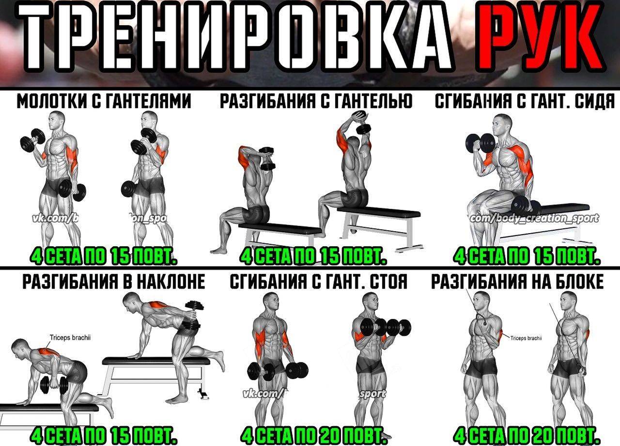 Тренируем трицепс в домашних условиях | rulebody.ru — правила тела