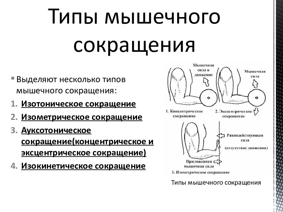 Концентрика и эксцентрика мышц