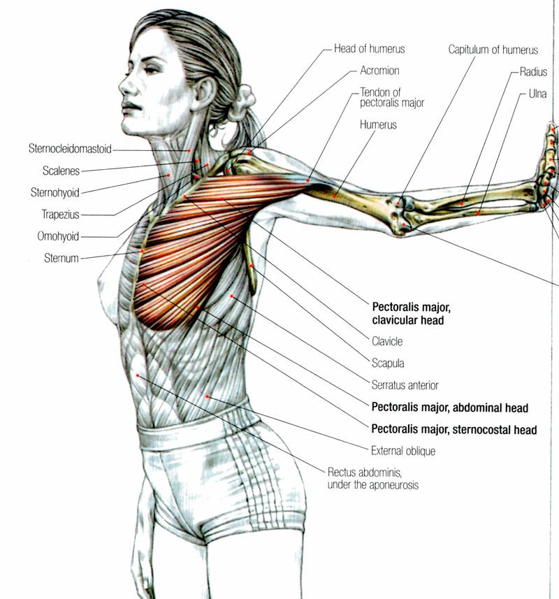 Упражнения на грудные мышцы: список из 15 самых лучших упражнений (обзор в схемах и видео)