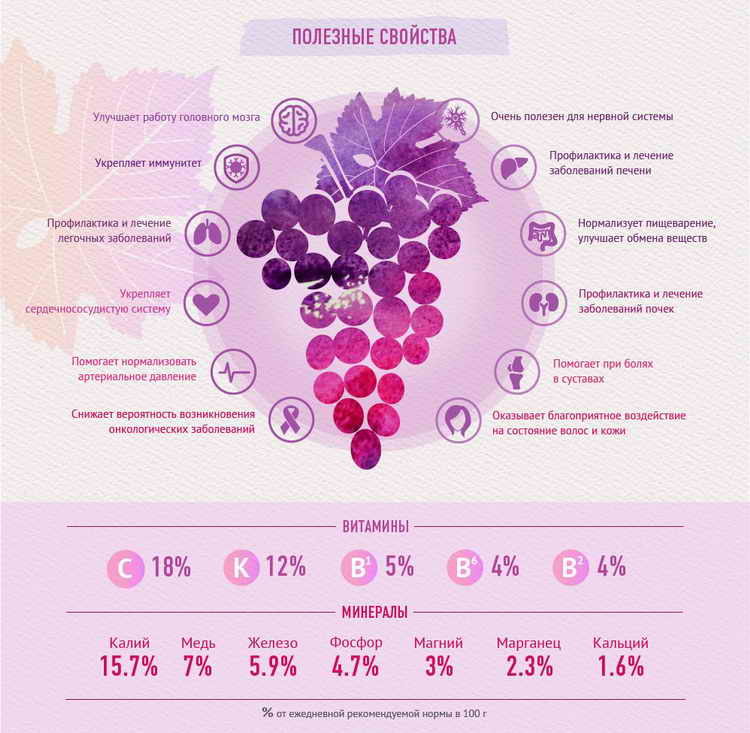 Виноград это ягода или фрукт: что такое виноград и как его правильно выращивать (110 фото)
