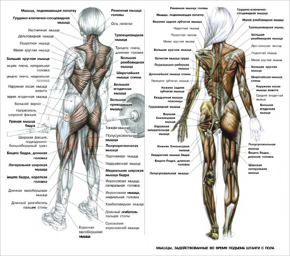 Мышцы человека женщины схема с названиями