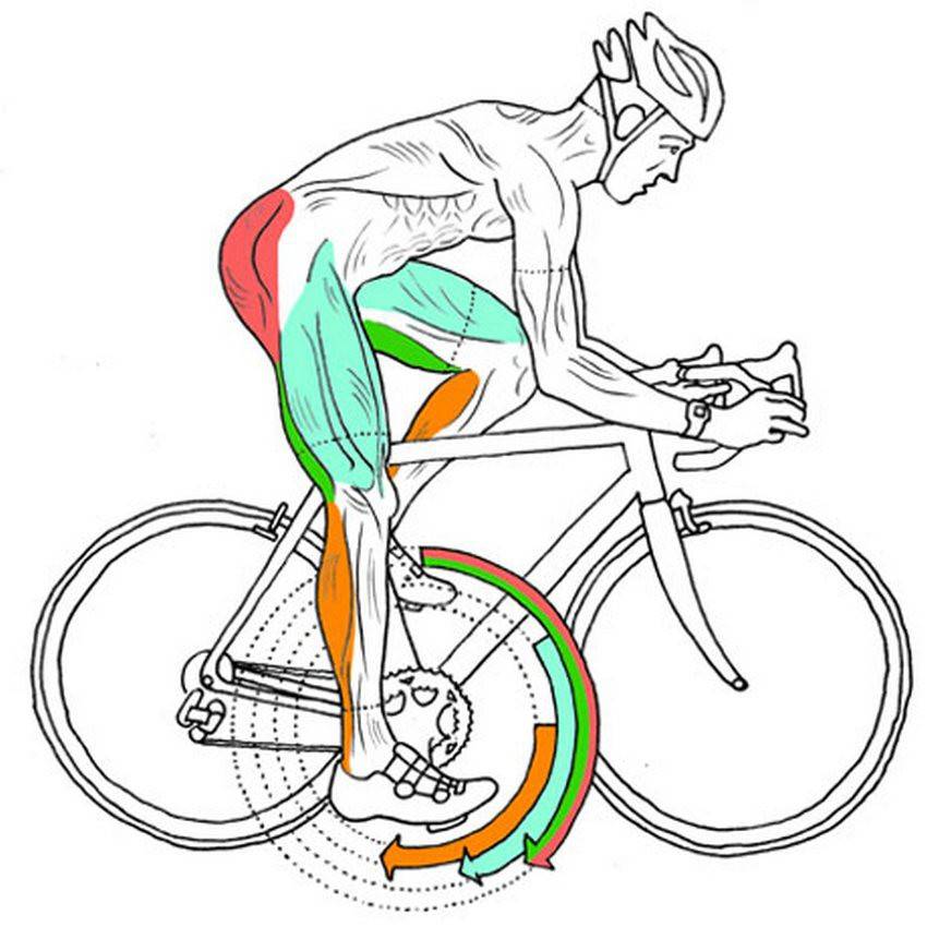 Какие мышцы работают при катании на велосипеде | советы | veloprofy.com