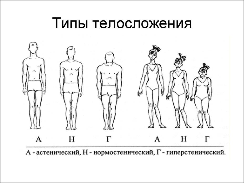 Типы телосложения мужчин- как отличить эктоморфа, эндоморфа и мезоморфа