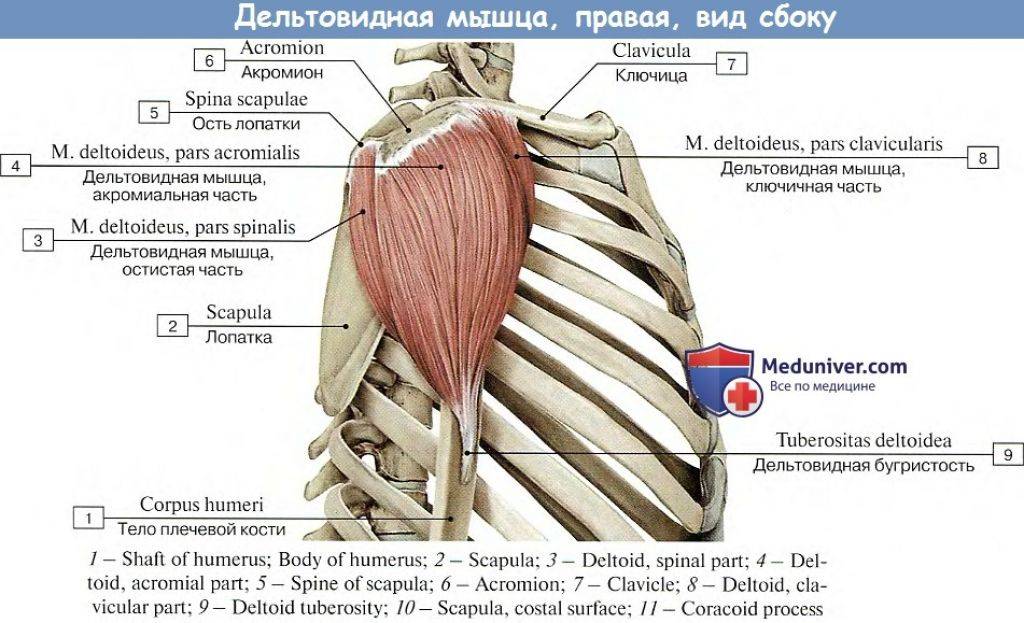 Дельтовидные мышцы рук: анатомия и функции, упражнения для развития