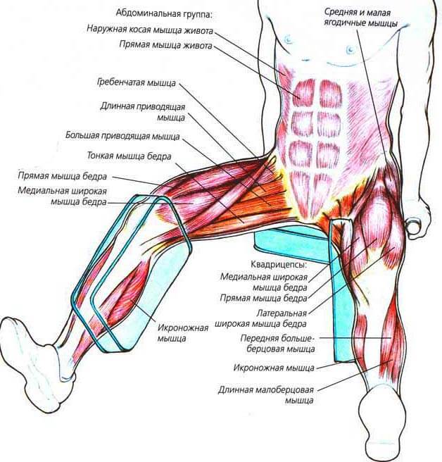 Многораздельные мышцы поясницы: анатомия, функции и упражнения | kinesiopro