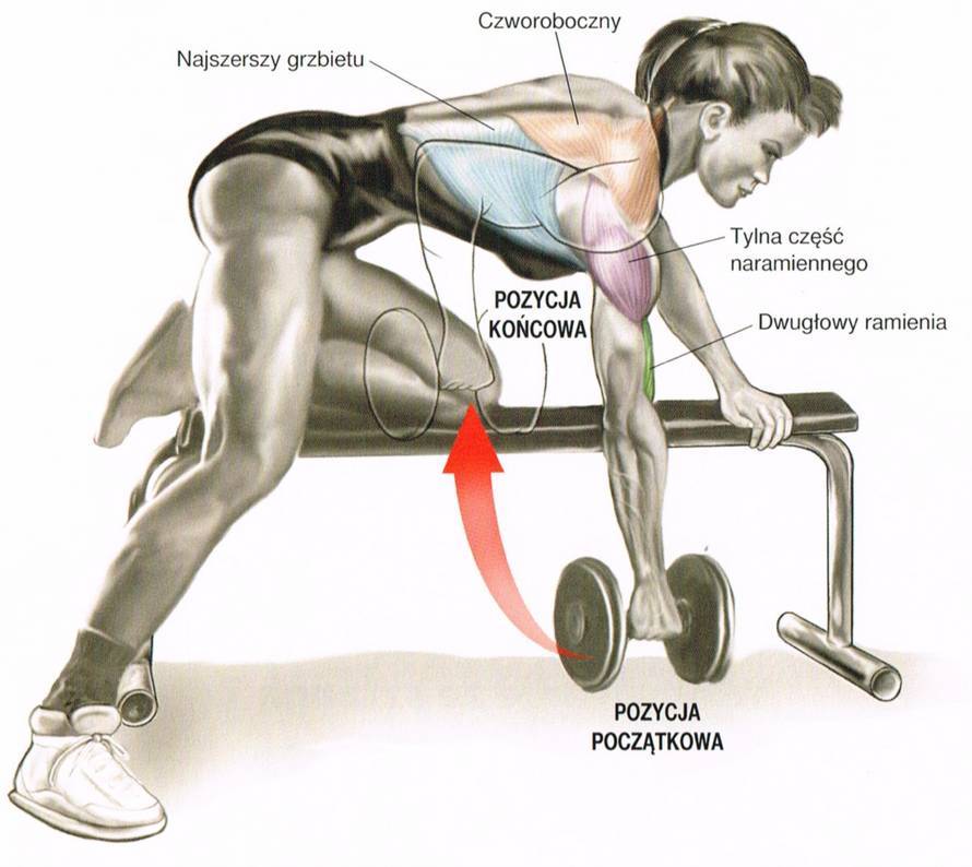 Как накачать мышцы спины: программа тренировок и лучшие упражнения на спину в тренажерном зале для увеличения ширины и массы