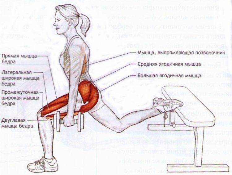 Приседания со штангой на плечах: техника выполнения, какие мышцы работают