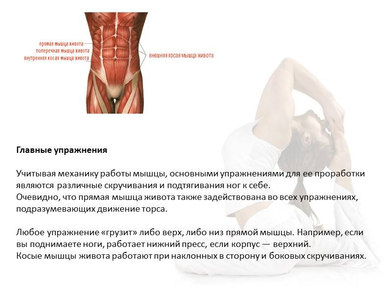 Анатомия поперечной мышцы живота человека – информация: