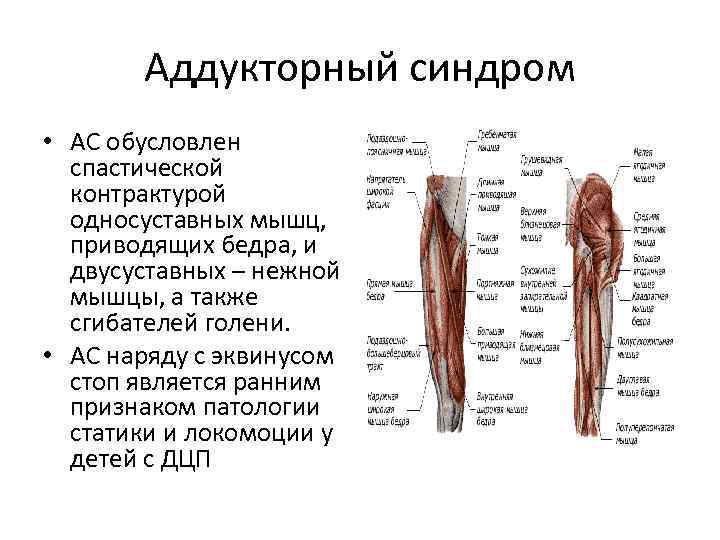 Тендинопатия приводящих мышц бедра | kinesiopro