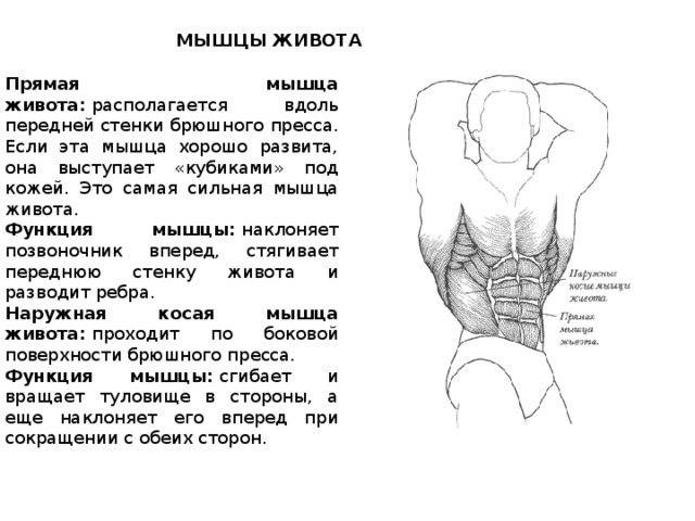 Мышцы пресса: анатомия, биомеханика, что нужно знать об упражнениях на мышцы живота