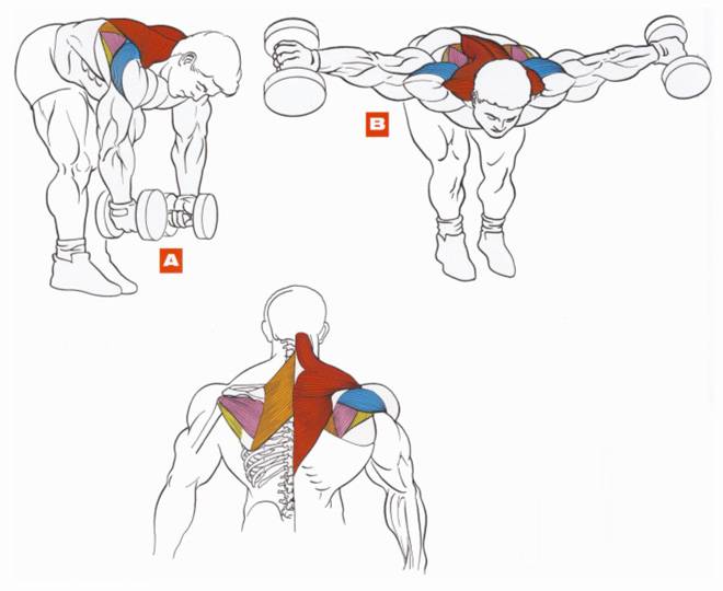 Как накачать мышцы спины в домашних условиях: упражнения