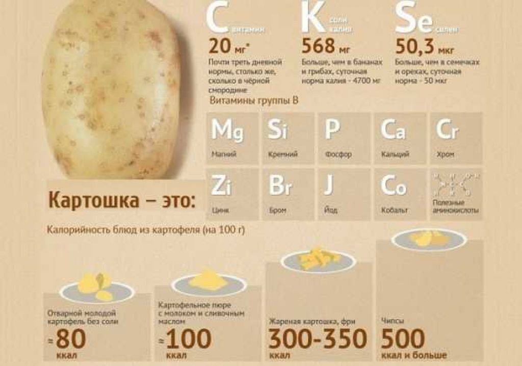 Калорийность картофеля при разных способах приготовления