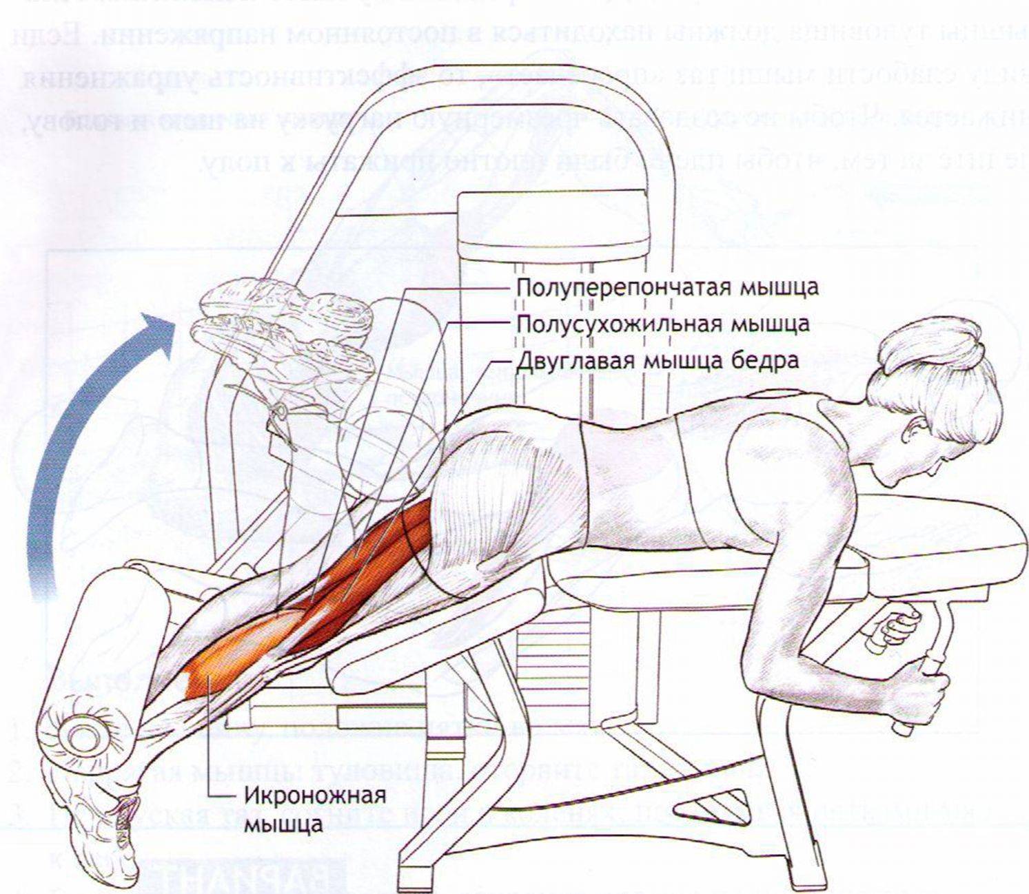 Сгибание ног в тренажере лежа и сидя, особенности, правильная техника