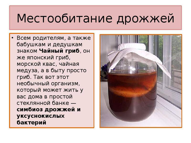 Полезные свойства чайного гриба и как сделать его дома