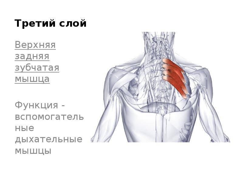 Задняя зубчатая мышца спины фото