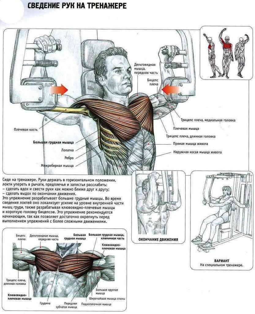прокачка груди фото фото 83