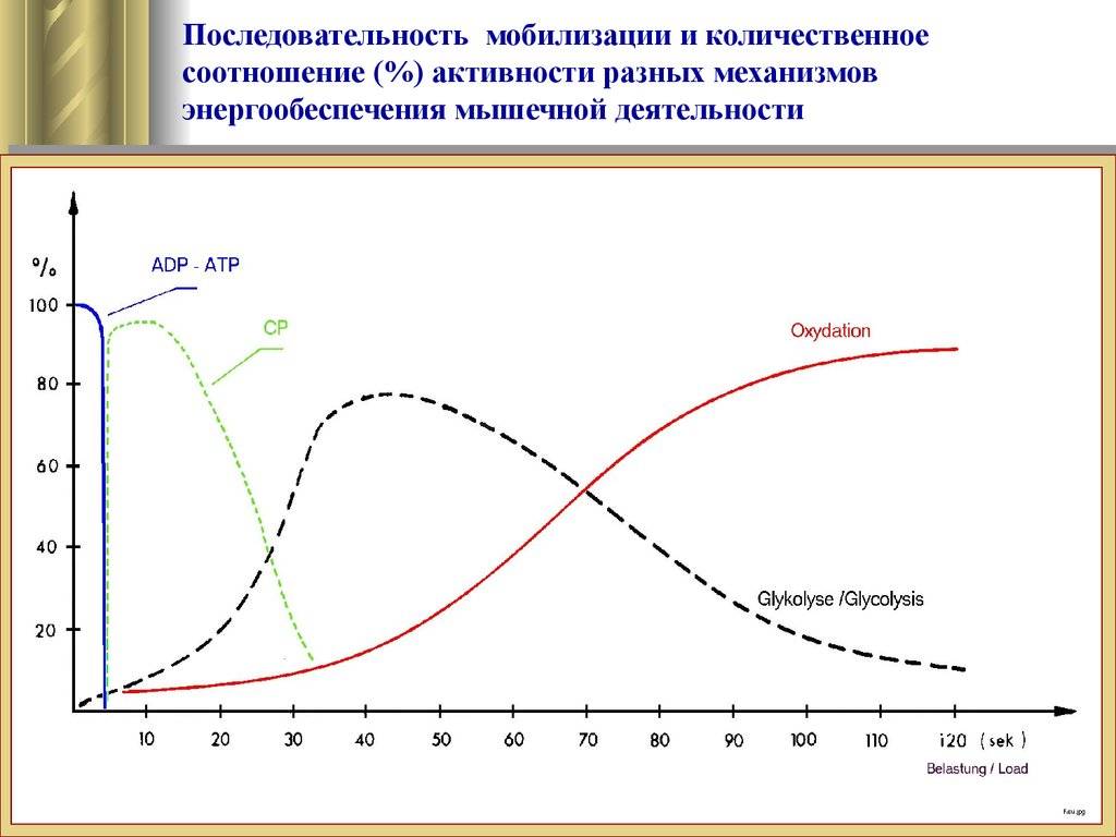 Энергообеспечение организма: способы энергообеспечения