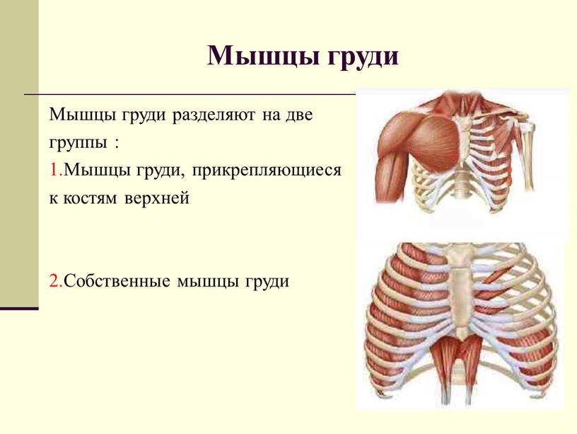 Мышцы человека: анатомия, функции, строение в картинках