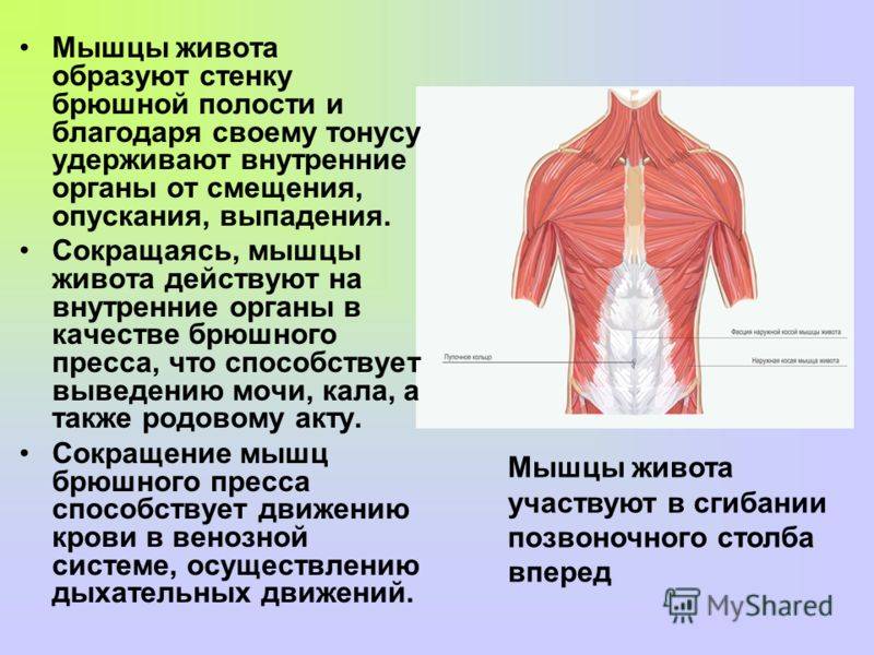 Анатомия грудных мышц мужчины, женщины. строение, функции » фитнес для всех