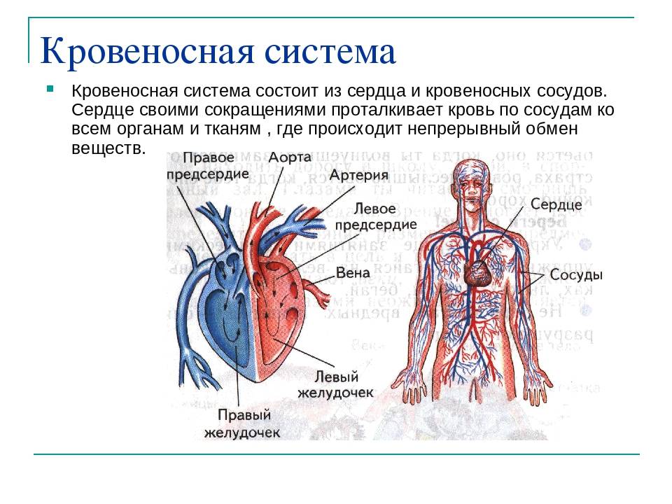 Сердечно сосудистая система презентация биология