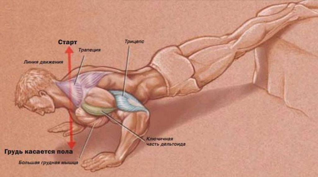 Можно ли накачать мышцы отжиманиями — тонкости набора массы