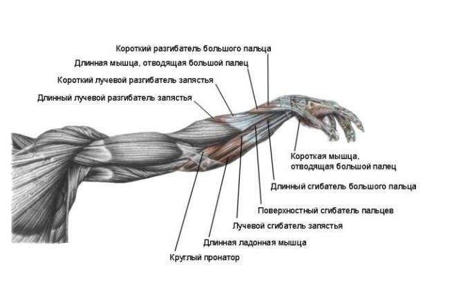 Анатомия мышц спины и их функция.