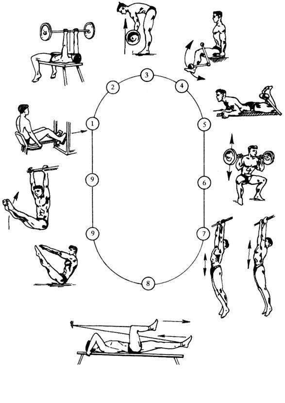 Похудение с помощью круговых тренировок | fitcurves