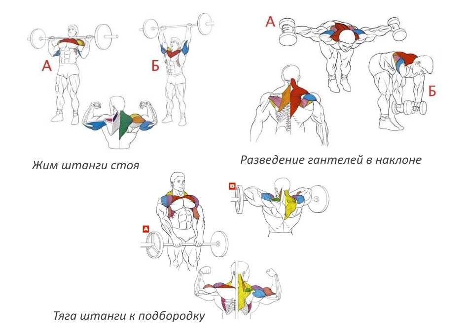 Тренировка плеч в тренажерном зале для мужчин для роста массы дельтовидных мышц