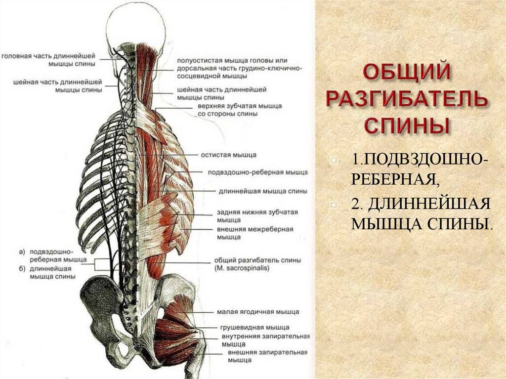 Мышца разгибающая позвоночник