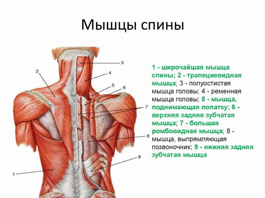 Большая и малая ромбовидные мышцы: где находятся, функции, анатомия