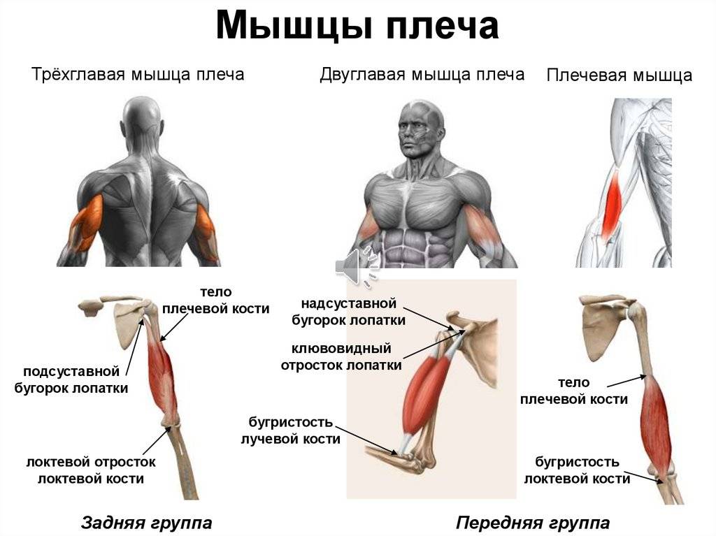 Почему не растут мышцы?