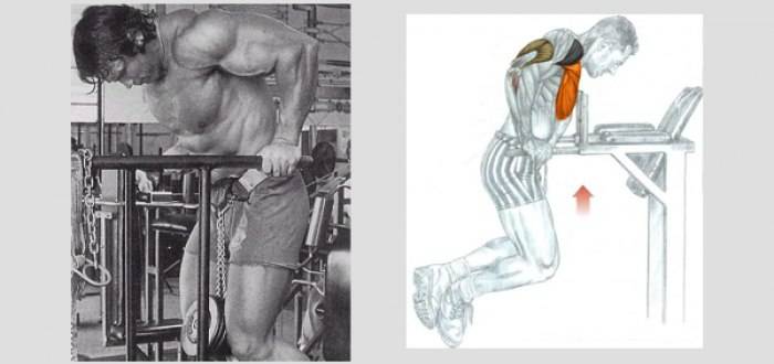 Какие мышцы работают при отжимании на брусьях, анатомия упражнения