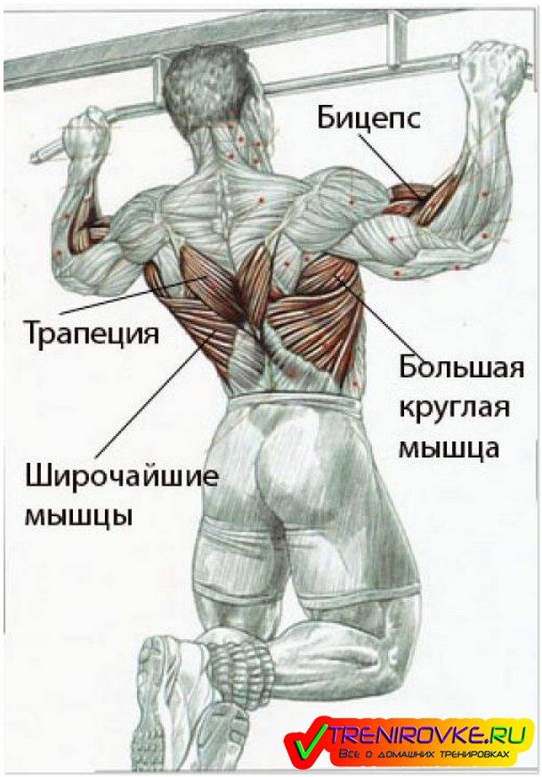 Как накачать грудные мышцы: лучшая комплексная программа упражнений для груди (фото/видео инструкция)