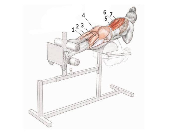 Техника выполнения гиперэкстензии и какие мышцы качает?