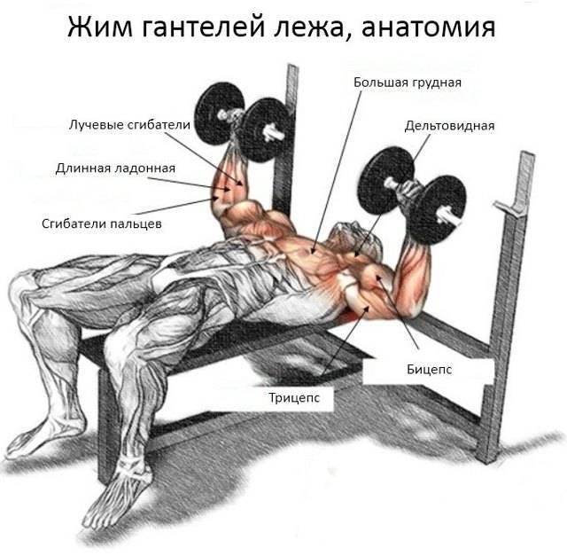Тренировка грудных мышц в тренажерном зале