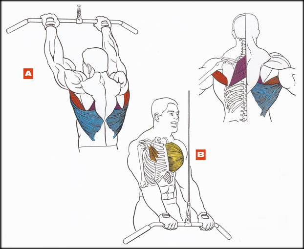 Как накачать широчайшие мышцы спины: топ 4 упражнения и вариации