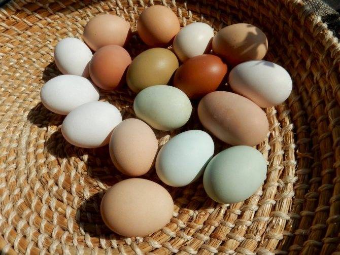 Интересное о птицах | цветные яйца – цвет скорлупы и цвет желтка влияет на вкус?