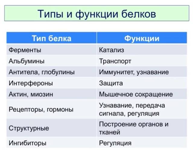 Белки в организме человека — всё, что нужно о них знать