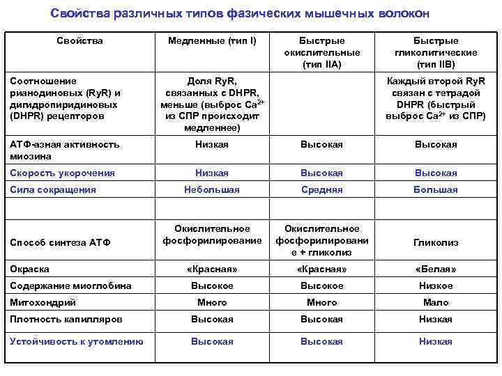 Подполье 12. рост медленных мышечных волокон