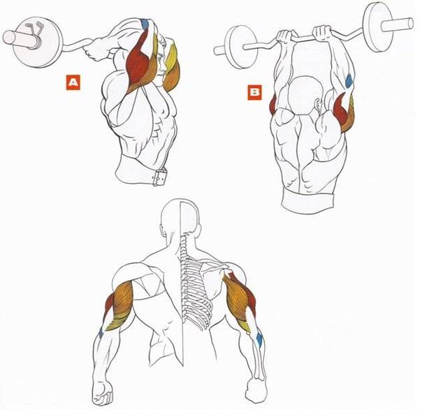 Упражнения на трицепс: как накачать трехглавую мышцу в домашних условиях мужчине