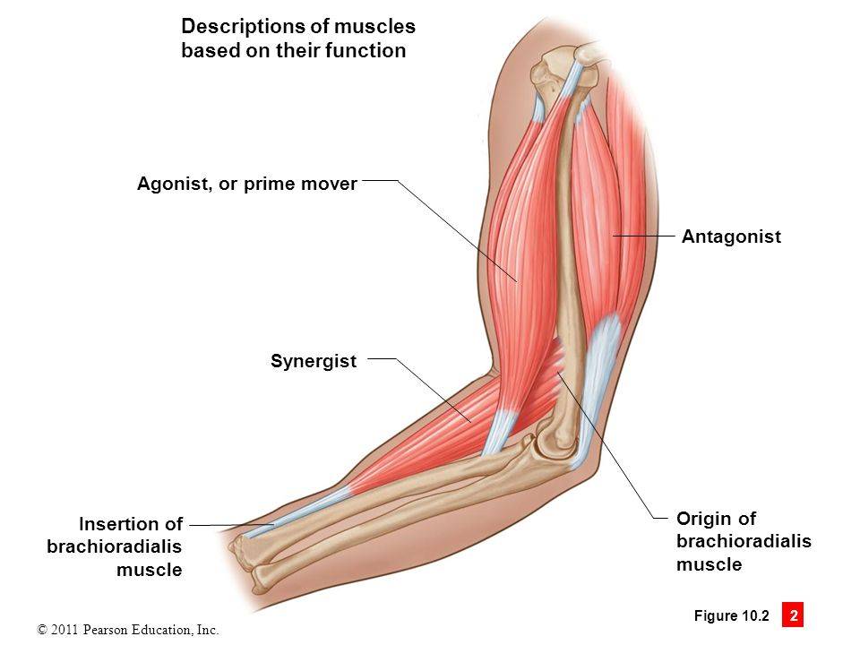 Мышцы антагонисты и синергисты таблица анатомия - фитнес и здоровье