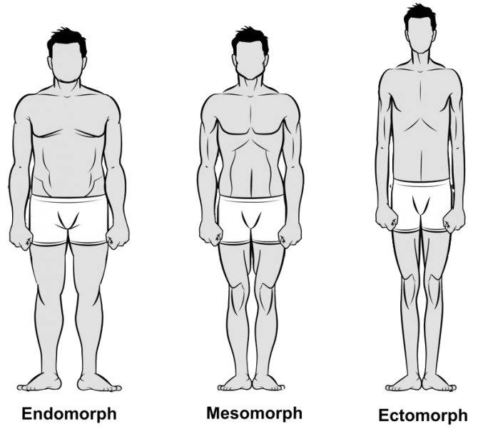 Эктоморф, мезоморф, эндоморф — типы телосложения (соматотипы по шелдону)