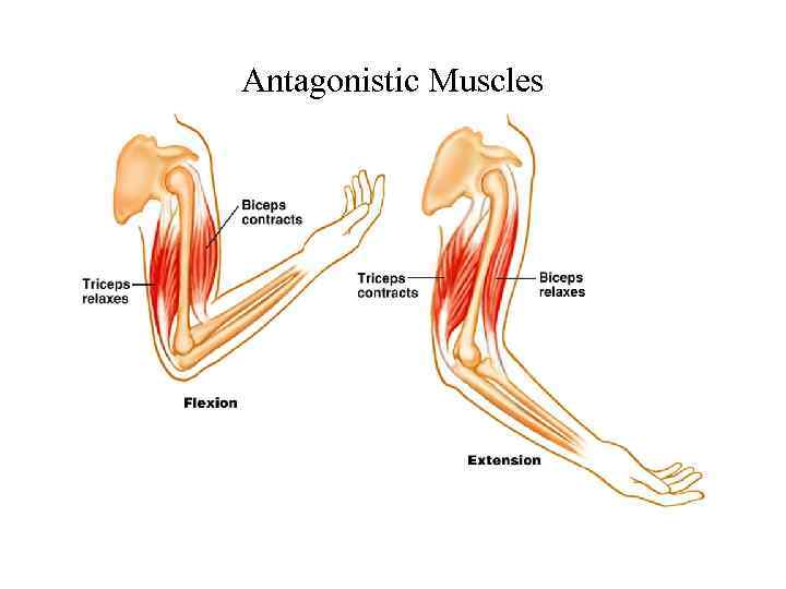 Мышцы-антагонисты: что это? что такое мышцы антагонисты, и как их тренировать
