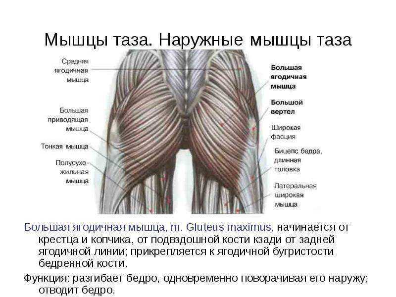 Мышцы ягодицы анатомия картинки