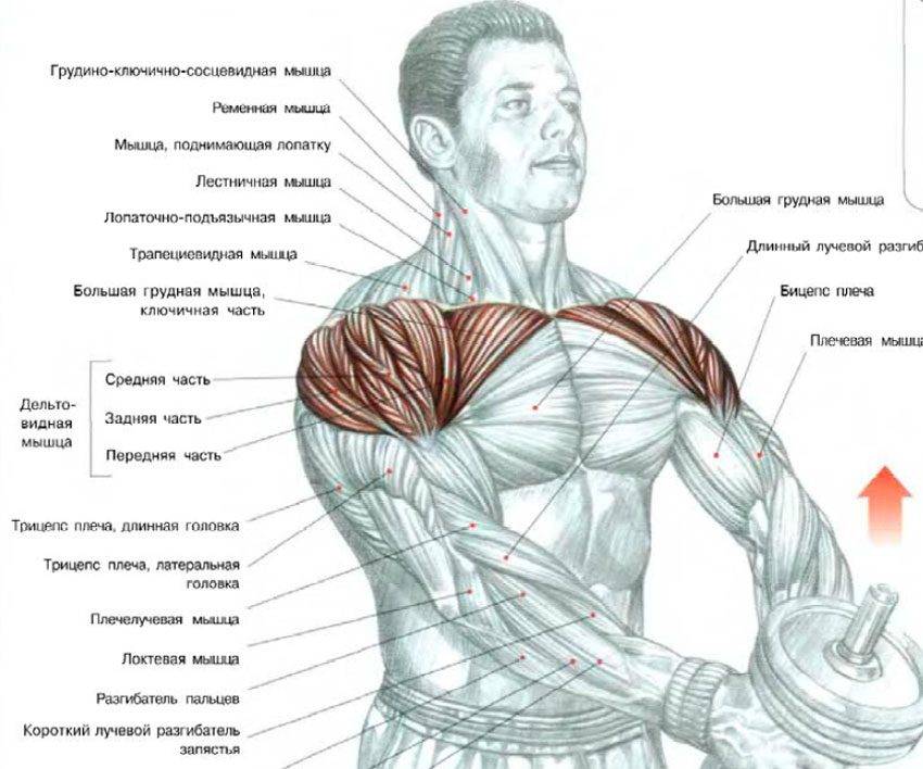 Базовые и изолирующие упражнения для мышц груди