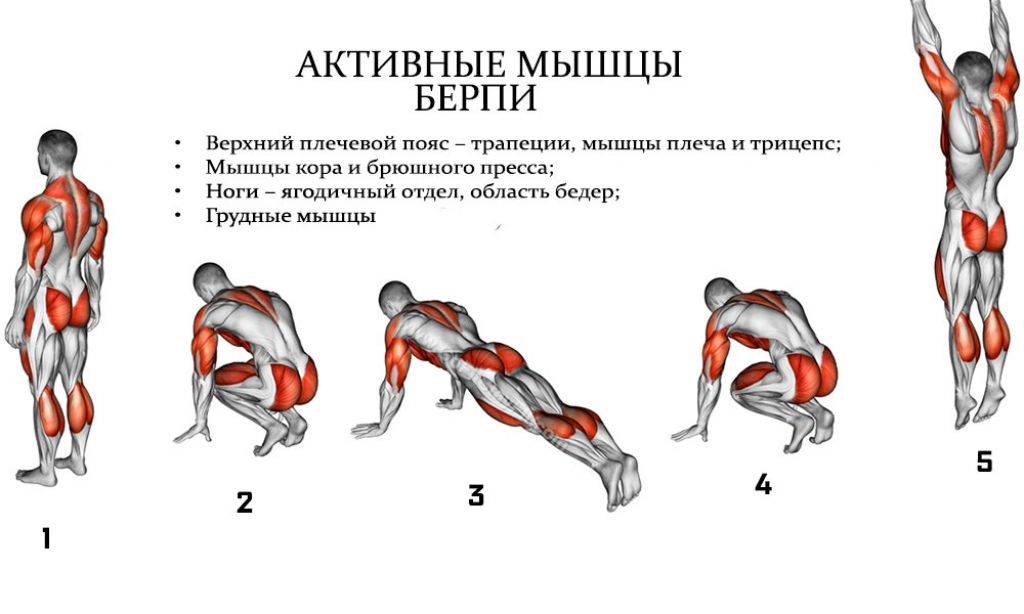 Лучшие упражнения на каждую группу мышц - traningtips